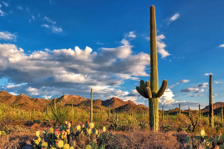 Saguaro National Park, near Tucson Arizona © lucky-photo - Fotolia.com