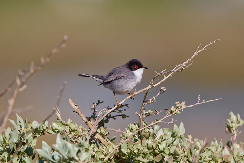 Sardinian warbler in Ria Formosa Natural Park, Algarve Sardinian warbler in Ria Formosa Natural Park, Algarve