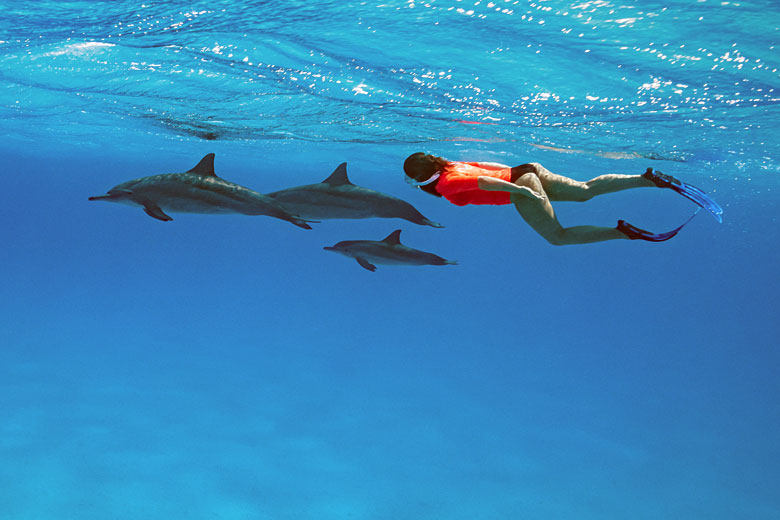 Swimming with dolphins in Egypt's Red Sea - Shaab Samadi