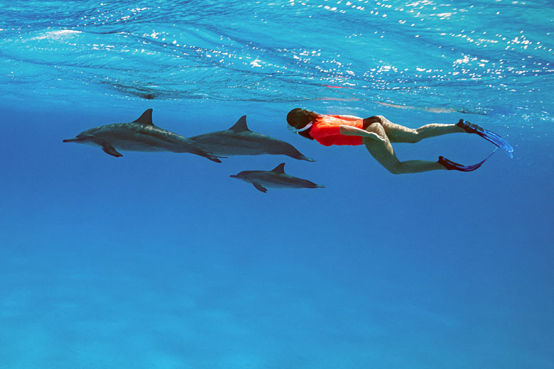 Swimming with dolphins in Egypt's Red Sea - Shaab Samadi Swimming with dolphins in Egypt's Red Sea - Shaab Samadi