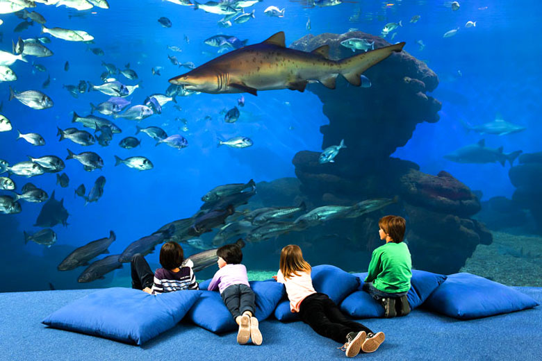 Shark Sleepover at the Palma Aquarium, Majorca - photo courtesy of Palma Aquarium