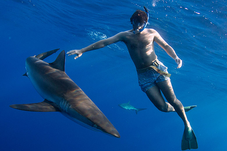 Silky shark encounter in the Sea of Cortez - photo courtesy of cabosharkdive.com