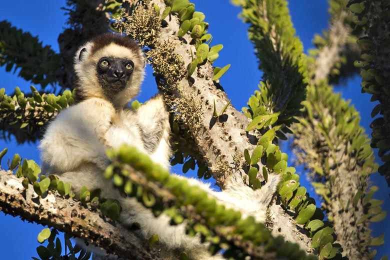 Some of the best wildlife tours for 2018 © Aussieanouk - Fotolia.com