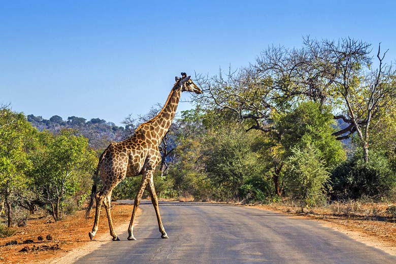 Safaris in Kruger National Park, South Africa Safaris in Kruger National Park, South Africa