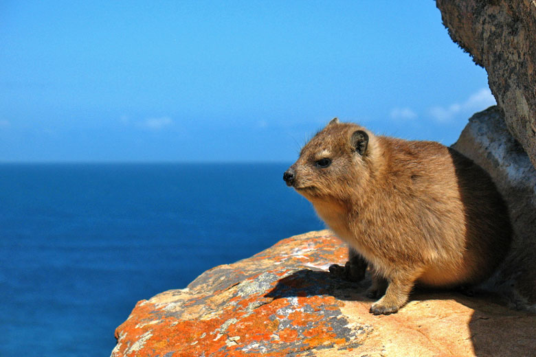 South African Rock Hyrax South African Rock Hyrax