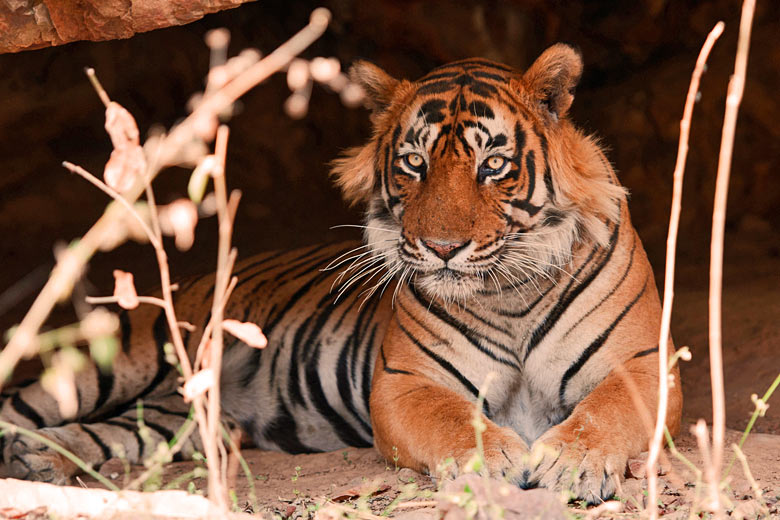 Tiger spotting in India Tiger spotting in India