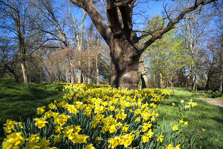 Spring daffodils in Cannizaro Park, Wimbledon, UK