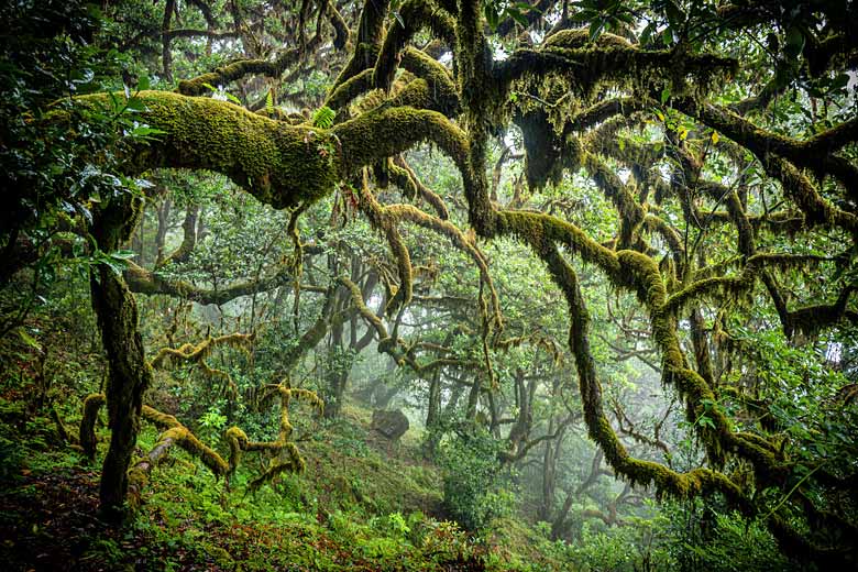 Exploring the twisted laurels of the Fanal Forest Exploring the twisted laurels of the Fanal Forest