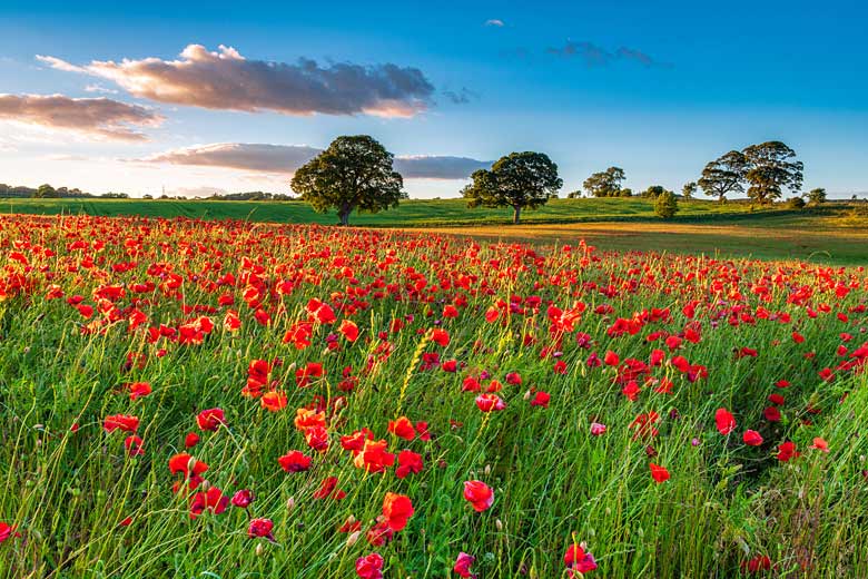 Summer evening in Northumberland, UK Summer evening in Northumberland, UK