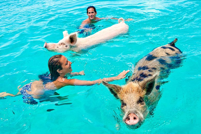 The famous swimming pigs of Exuma, Bahamas