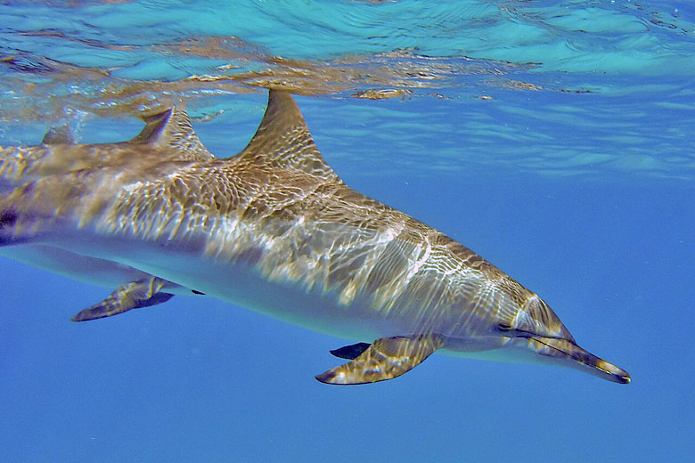 Swimming with dolphins on the Red Sea Riviera, Egypt Swimming with dolphins on the Red Sea Riviera, Egypt
