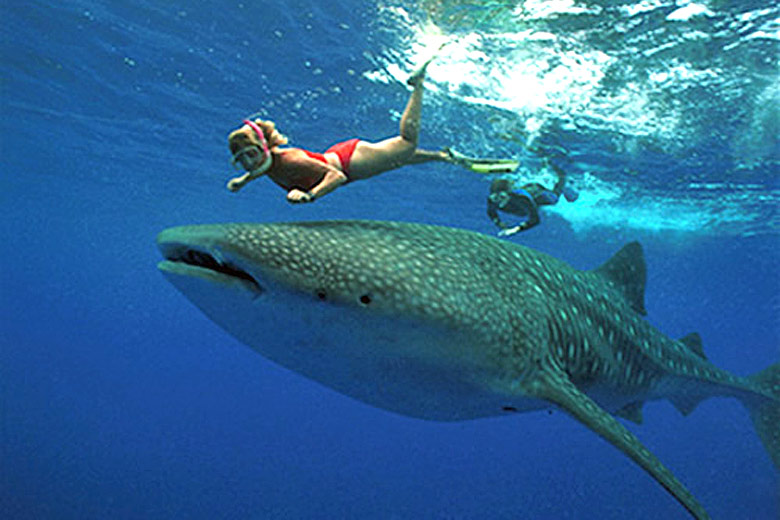 Swimming with whale sharks - image courtesy of holboxisland.com