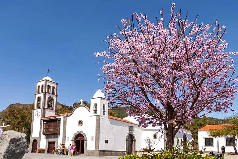 January is the month when the almond trees start blooming in Tenerife