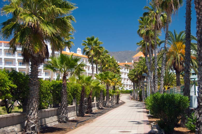 Part of the tree-lined walk, Costa Adeje, Tenerife Part of the tree-lined walk, Costa Adeje, Tenerife