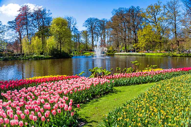 Tulips in Keukenhof Gardens, Amsterdam Tulips in Keukenhof Gardens, Amsterdam