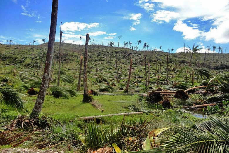 Coconut plantation in the Philippines in the aftermath of a typhoon