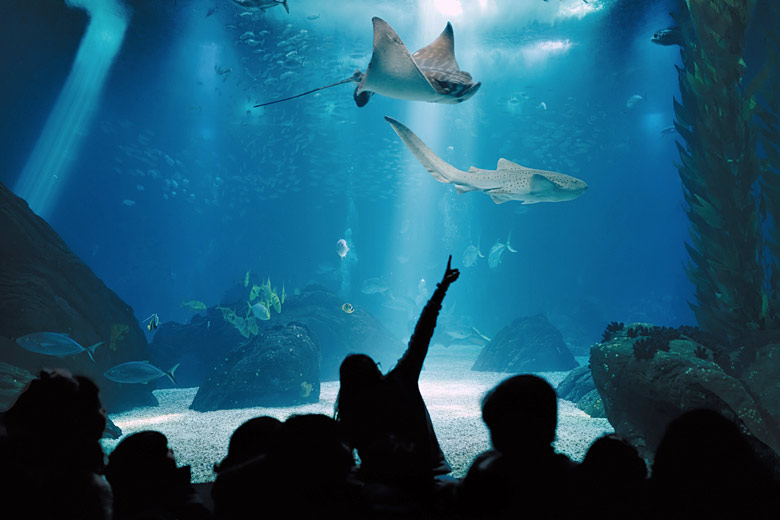 Exploring the underwater world of Oceanário