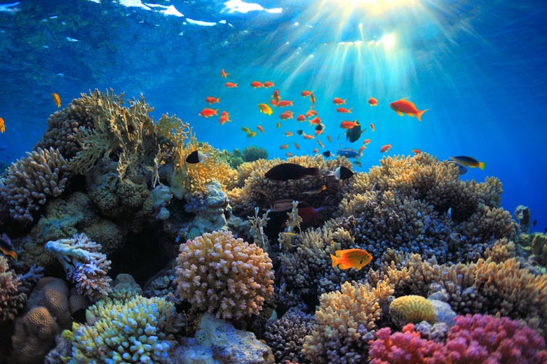 Underwater Red Sea
