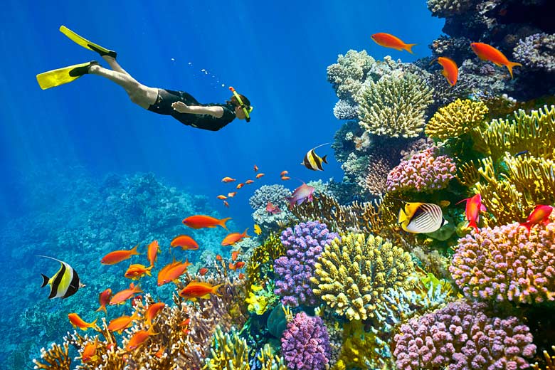 Snorkelling alongside a vibrant reef