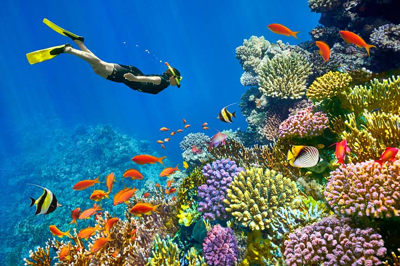 Snorkelling alongside a vibrant reef Snorkelling alongside a vibrant reef