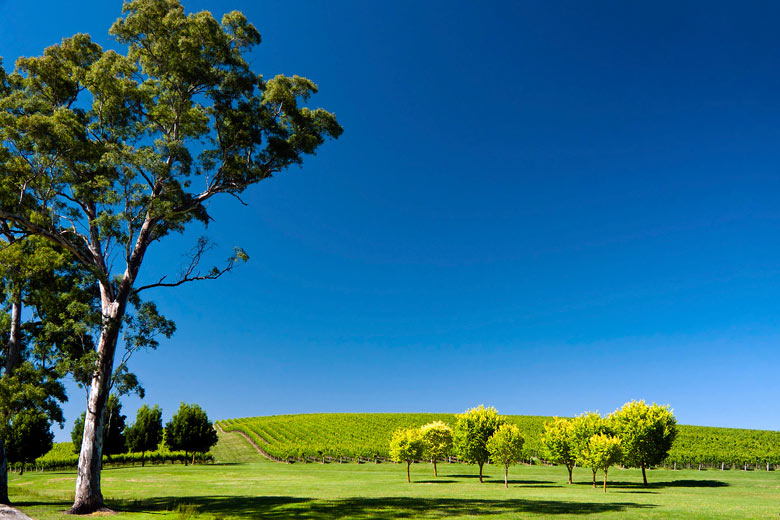 Vineyard in the Adelaide Hills, South Australia Vineyard in the Adelaide Hills, South Australia