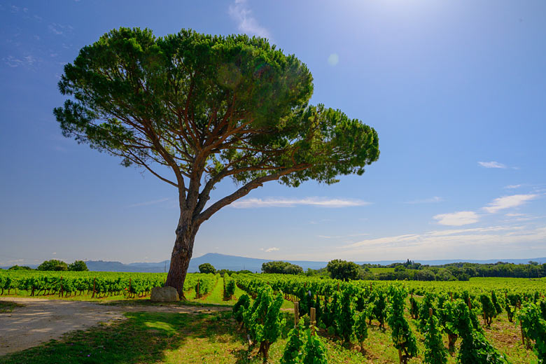 Vineyards for days in Châteauneuf-du-Pape