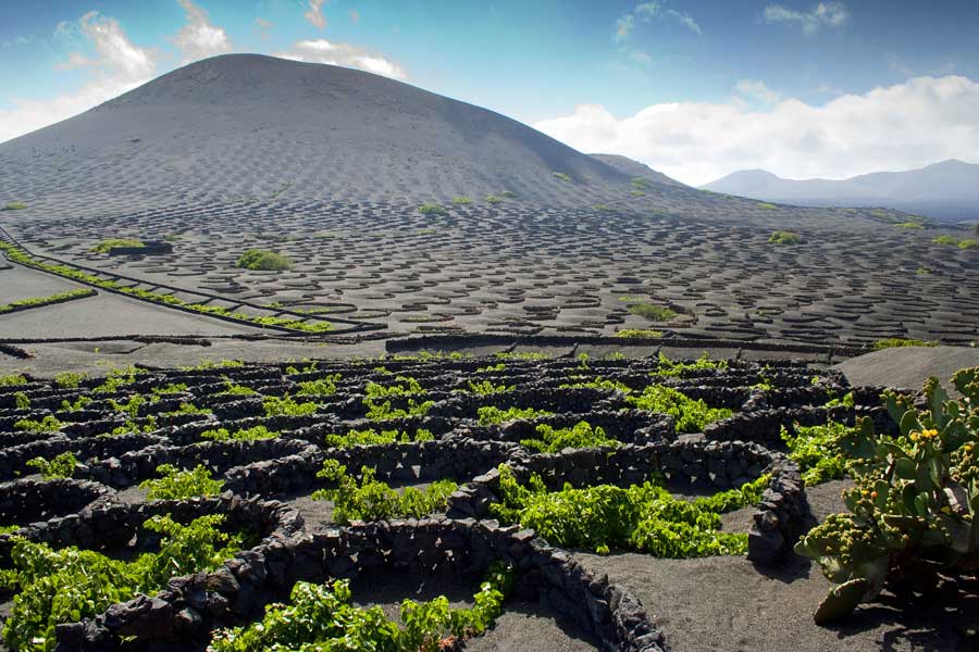 Vineyard in volcanic landscape, Lanzarote Vineyard in volcanic landscape, Lanzarote