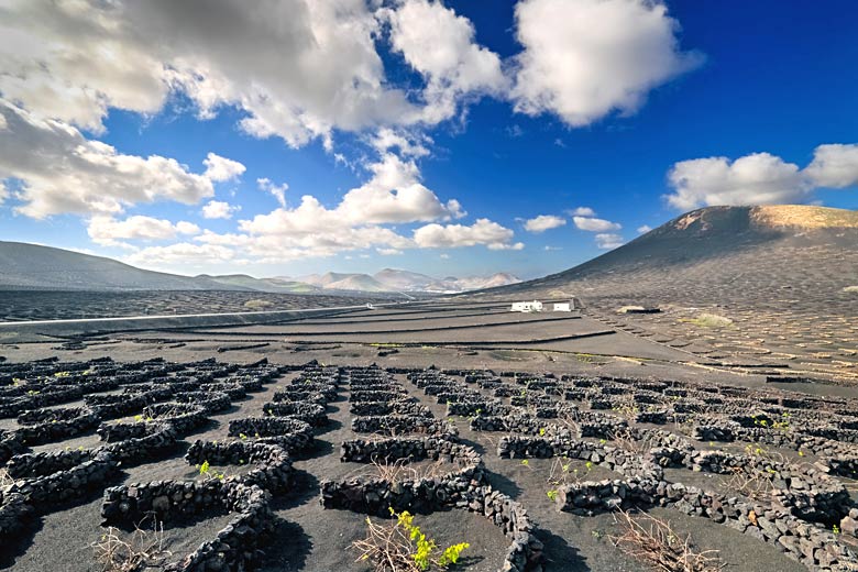 Vineyard in typical Lanzarote landscape at La Geria © Alexchered - Dreamstime.com Vineyard in typical Lanzarote landscape at La Geria © Alexchered - Dreamstime.com