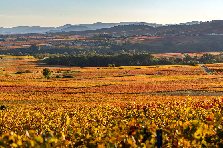 How to celebrate Beaujolais Nouveau like a local