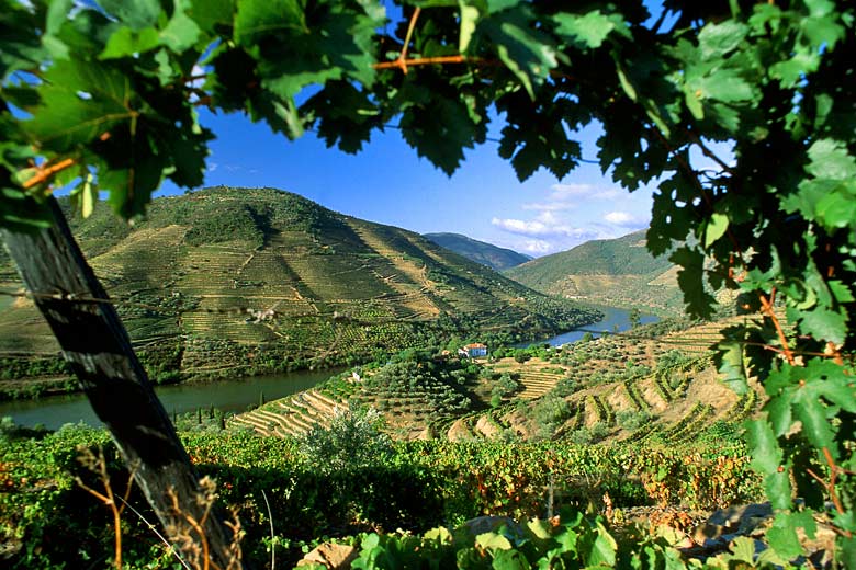 Vineyards in the Douro Valley Vineyards in the Douro Valley