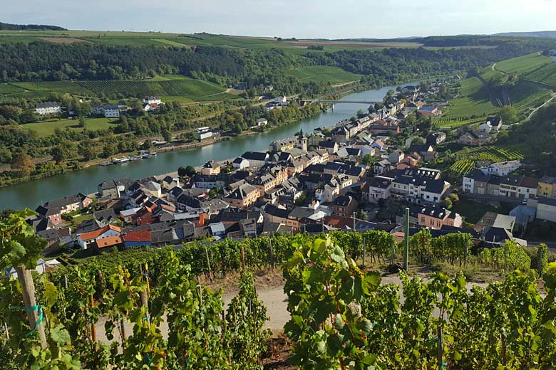 Vineyards along the banks of the Moselle River, Luxembourg Vineyards along the banks of the Moselle River, Luxembourg
