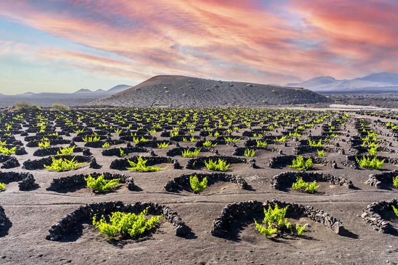 The unique volcanic vineyards of Lanzarote The unique volcanic vineyards of Lanzarote