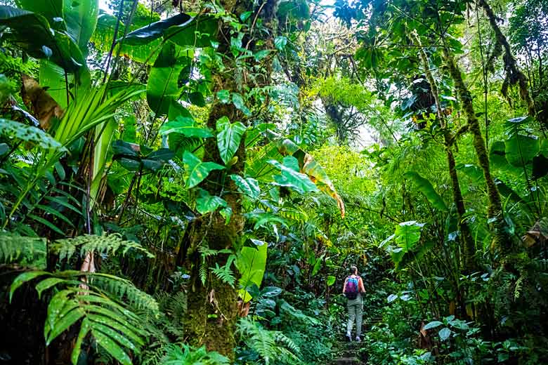 Exploring Monteverde Cloud Forest Biological Reserve