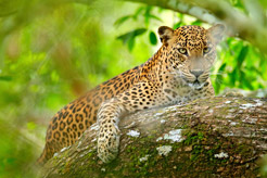 7 reasons wildlife lovers should visit Sri Lanka