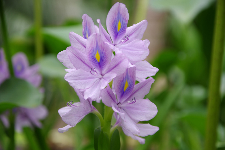 Water Hyacinth in Hunte's Gardens, Barbados Water Hyacinth in Hunte's Gardens, Barbados