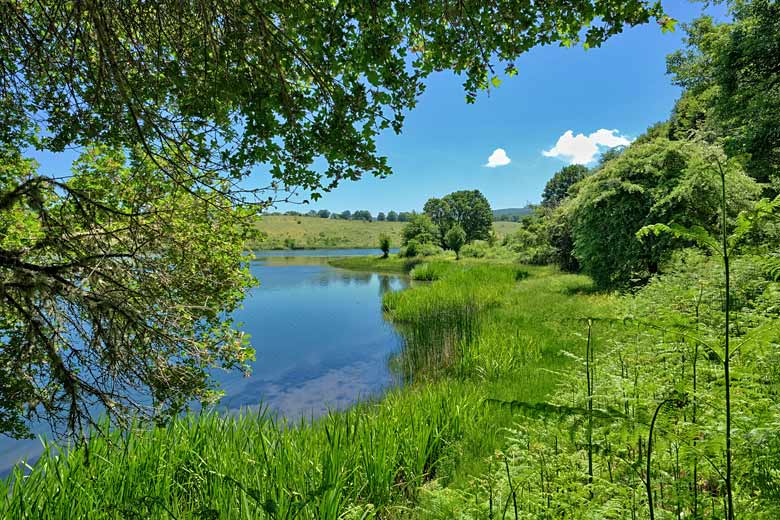 Lush green wetlands in Nebrodi National Park, Sicily Lush green wetlands in Nebrodi National Park, Sicily