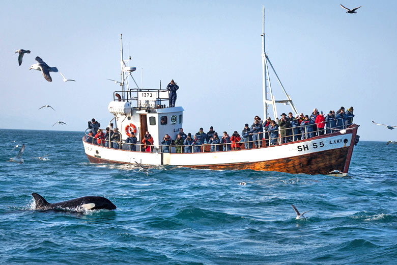 Watching orcas off Reykjavík, Iceland