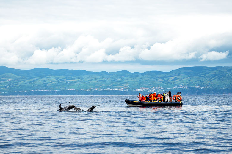 Go whale-watching off the Azores