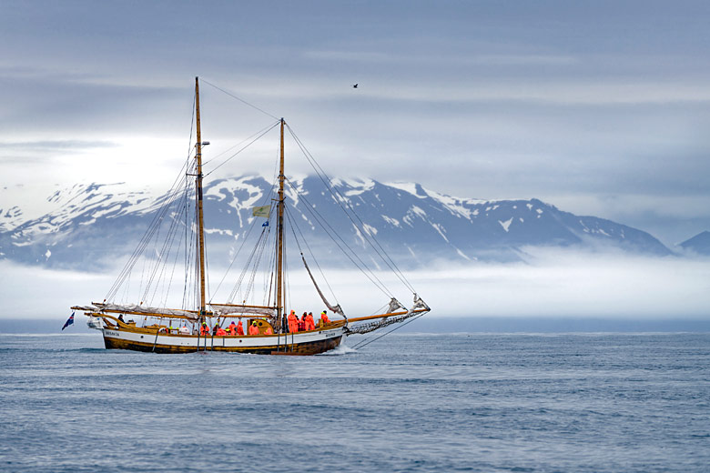 Scanning the horizon for whales, Iceland -