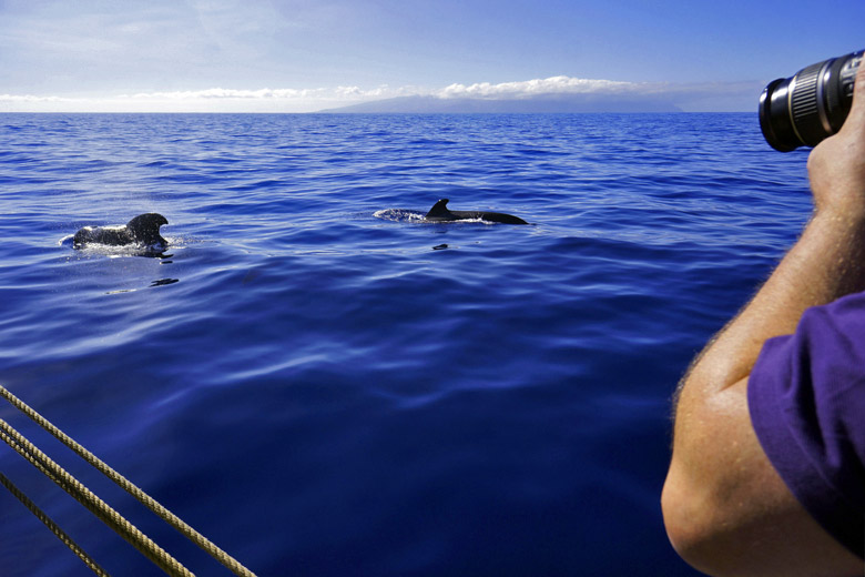Whale watching © etfoto - Fotolia.com