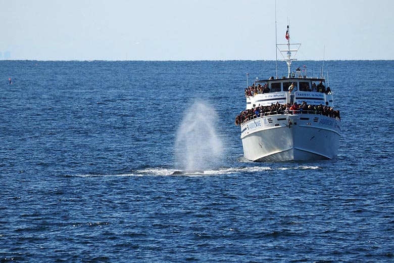 Whale watching off Boston in the summer sunshine Whale watching off Boston in the summer sunshine