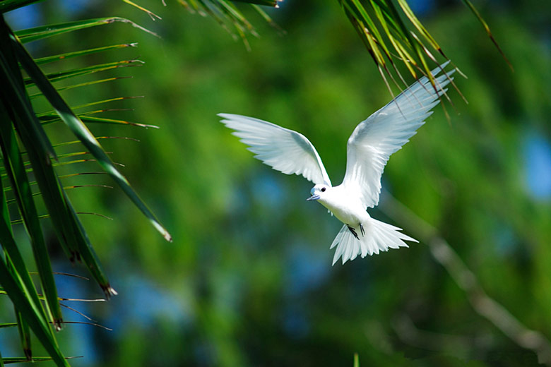 White Tern, a frequent visitor to all the islands White Tern, a frequent visitor to all the islands