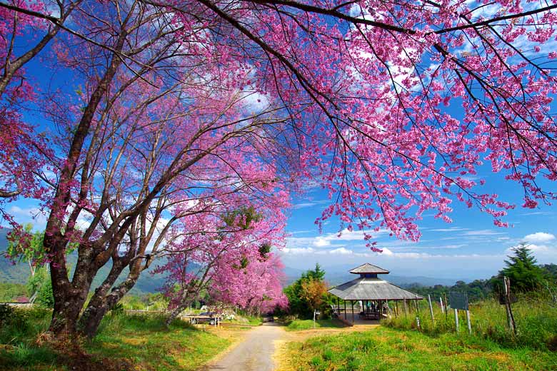 Wild cherry blossom in February in the mountains of Northern Thailand Wild cherry blossom in February in the mountains of Northern Thailand