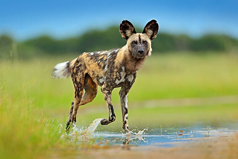 Endangered wild dogs have made a comeback at Madikwe © Ondrej Prosicky - Adobe Stock Image