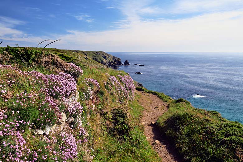 Sea pinks along the coastal path to Lizard Point Sea pinks along the coastal path to Lizard Point