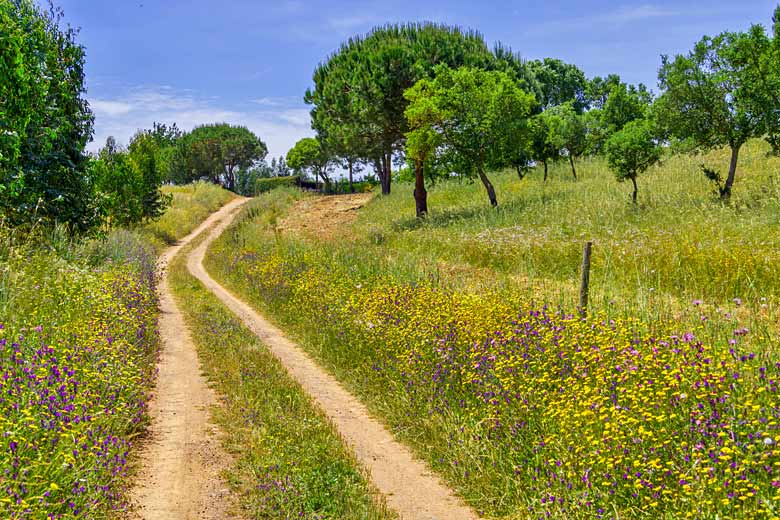 Wild flowers along the Rota Vicentina, southwest Portugal Wild flowers along the Rota Vicentina, southwest Portugal
