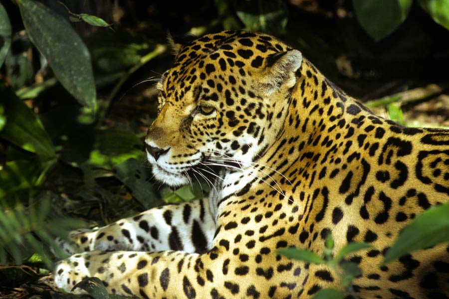 Wild jaguar, Belize Wild jaguar, Belize