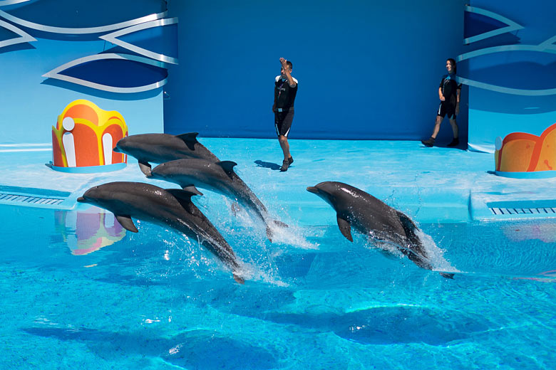Dolphins at Zoomarine, Albufeira © Ian Lloyd - Flickr Creative Commons
