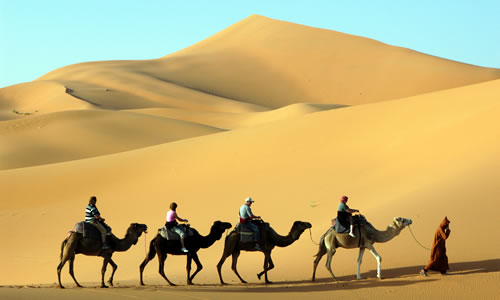 Camel caravan through the sand dunes in the Sahara Desert, Morocco © Vladimir Wrangel
