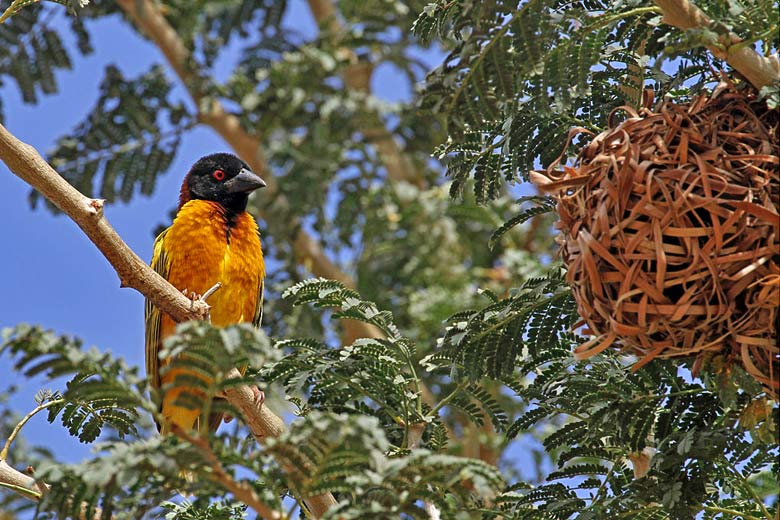 Weaver bird and nest, Gambia © Gisela Lohman-Braun - Wikimedia Commons